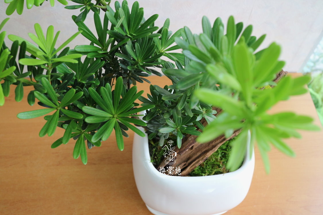 自在悠然 I 羅漢松  GP190220