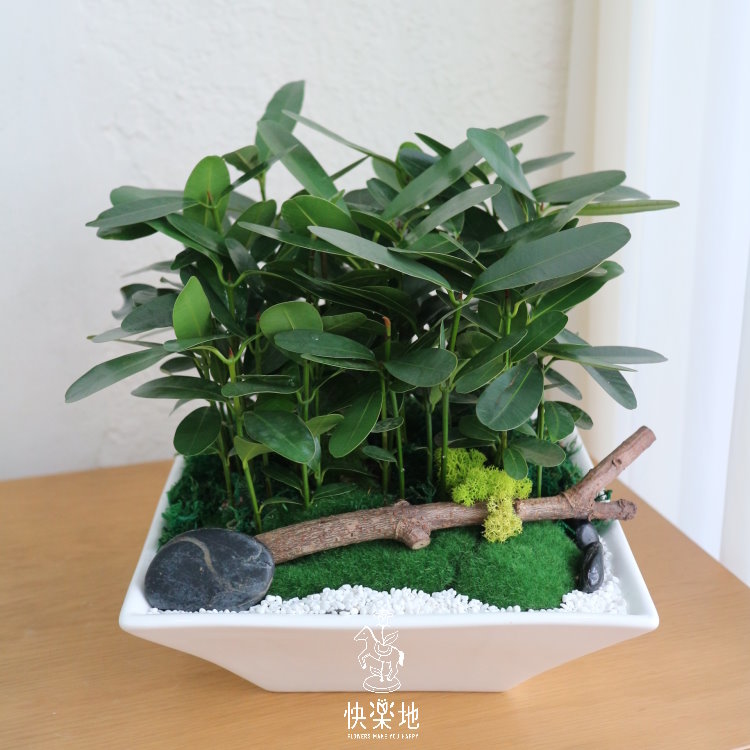 綠光森林 I 福木樹苗  GP190222