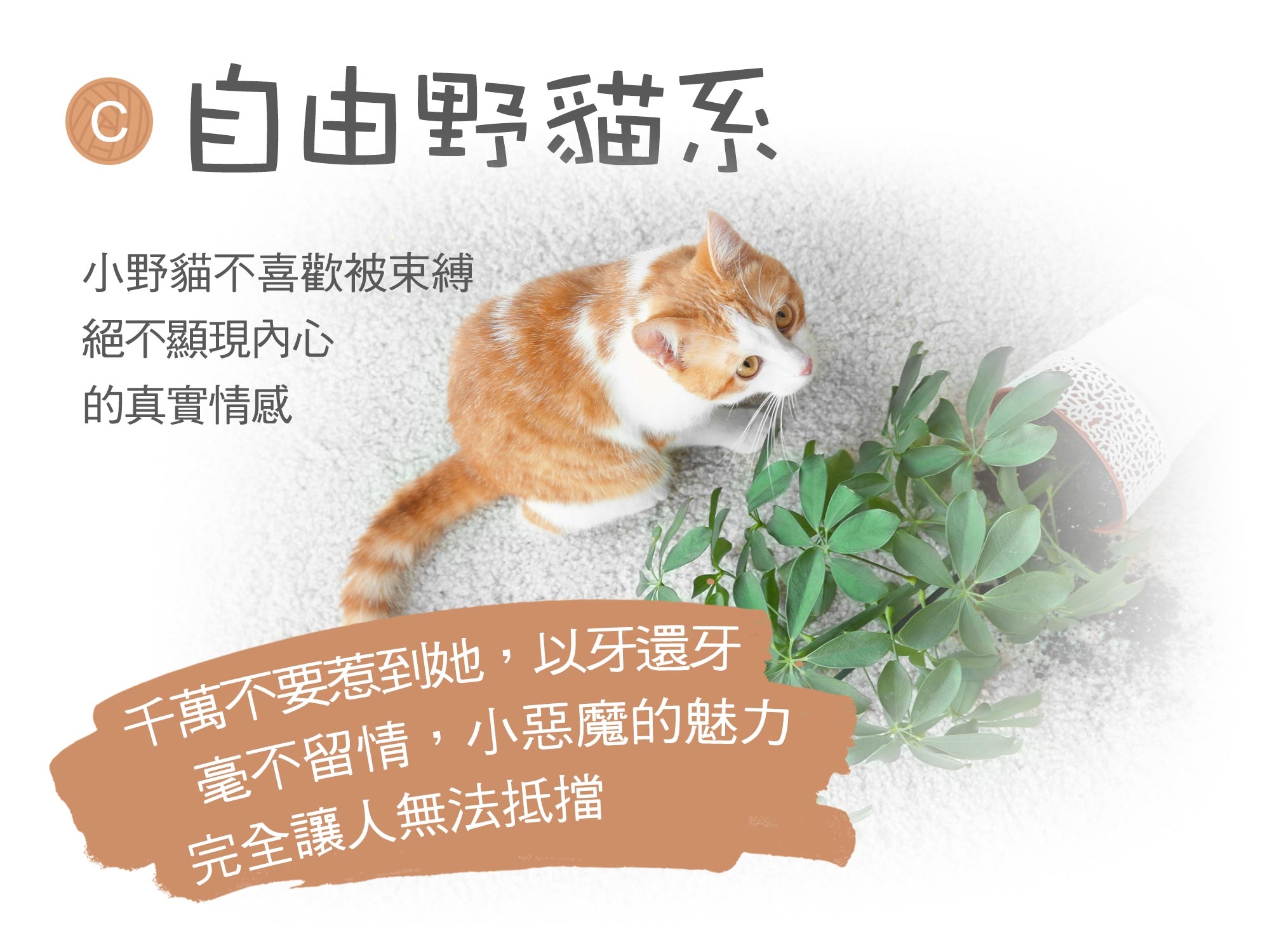 小野貓不喜歡被束縛 絕不顯現内心 的真實情感 千萬不要惹到她,以牙還牙 毫不留情,小惡魔的魅力 完全讓人無法抵擋