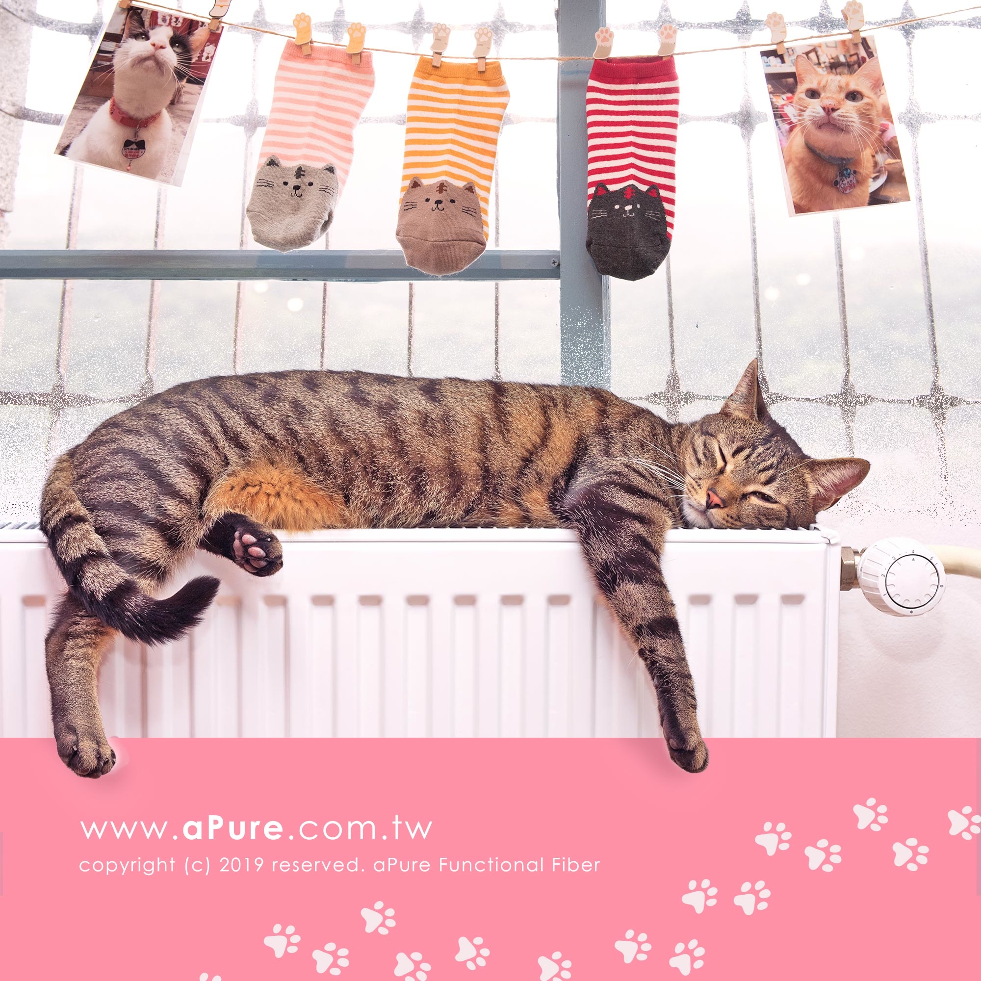 除臭襪除腳臭，貓襪除臭襪，貓系女子專科
