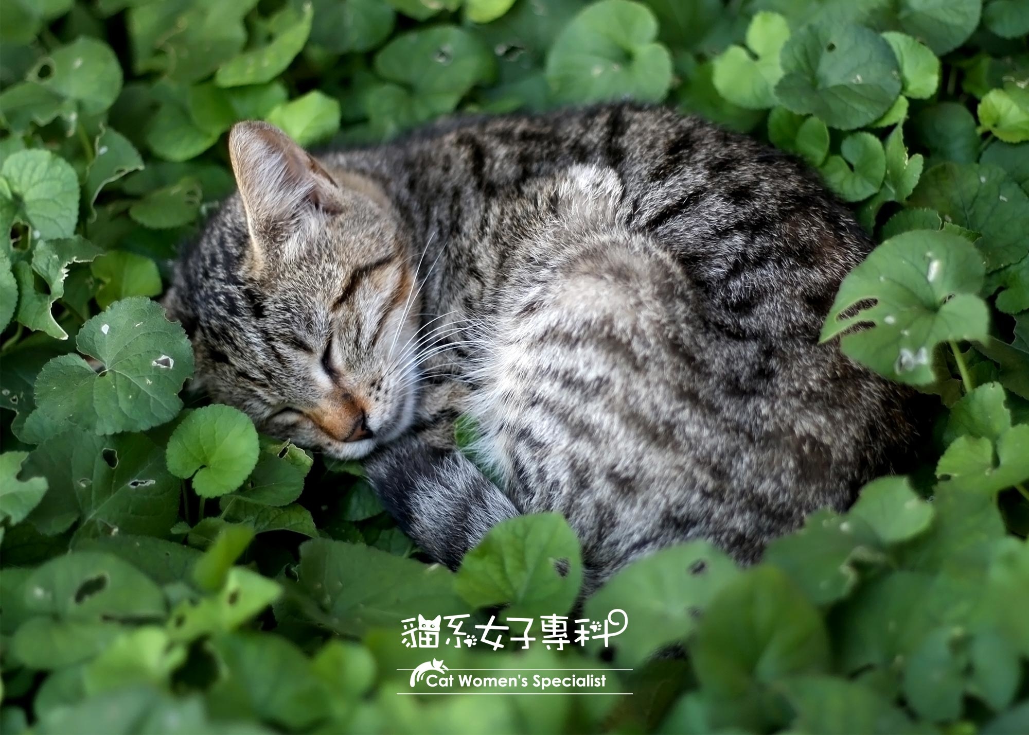 除臭襪除腳臭，貓襪除臭襪，貓系女子專科