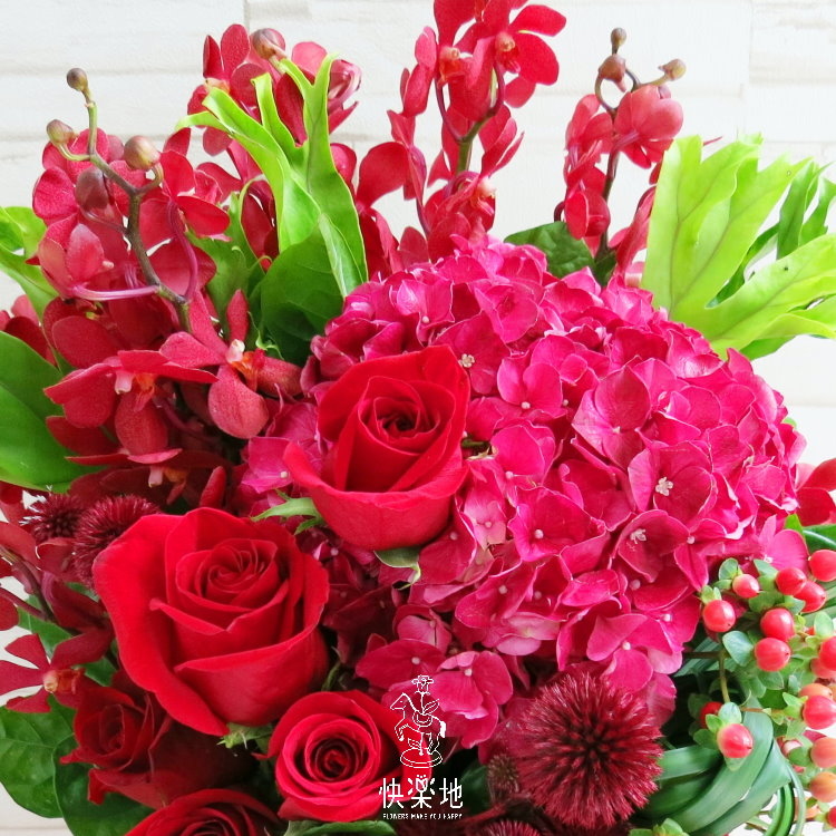 紅光滿盈 I 盆花  AF190263