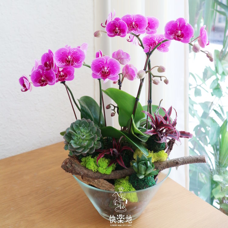 花園秘境 I 蘭花盆栽   OP190305