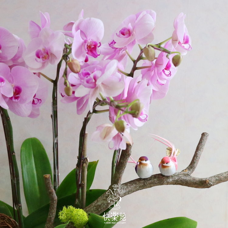 好事翩來 I 蘭花盆栽   OP190308