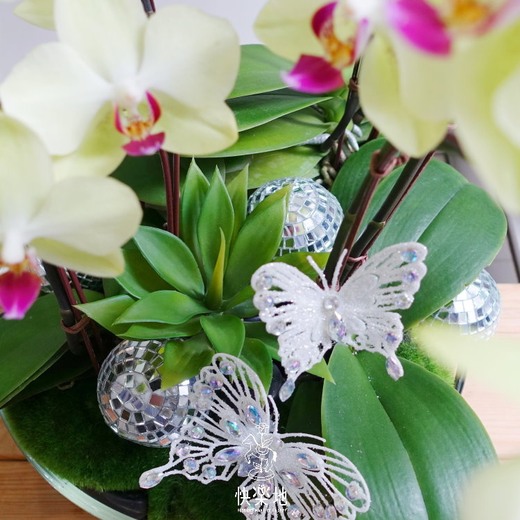 福氣翩翩飛來 I 蘭花盆栽   OP190510