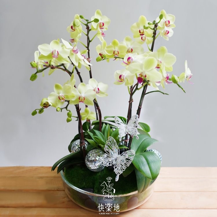 福氣翩翩飛來 I 蘭花盆栽   OP190510