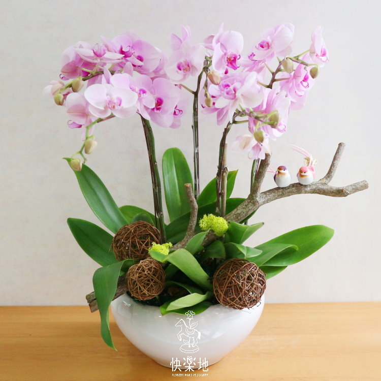 好事翩來 I 蘭花盆栽   OP190308