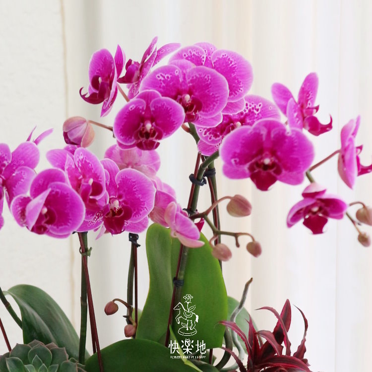 花園秘境 I 蘭花盆栽   OP190305