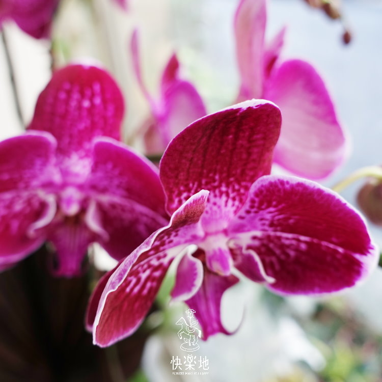 團圓美滿 I 蘭花盆栽   OP190580