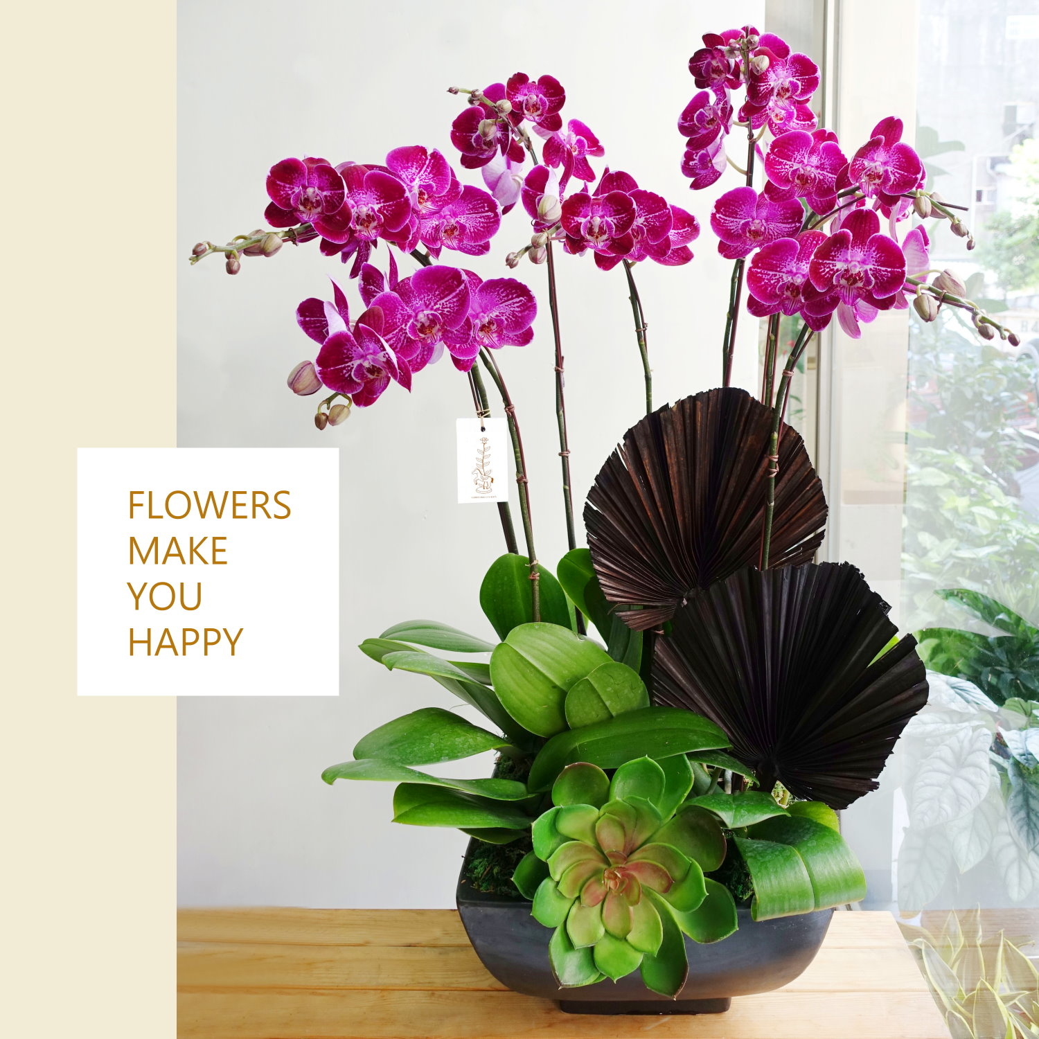 團圓美滿 I 蘭花盆栽   OP190580