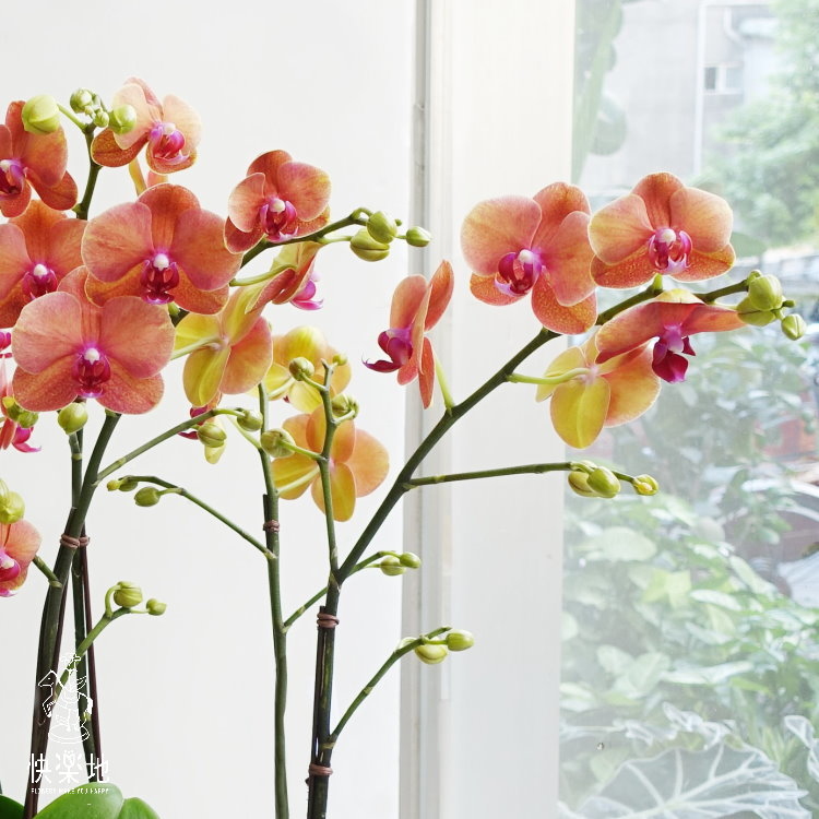 燦爛金陽 I 蘭花盆栽   OP190400