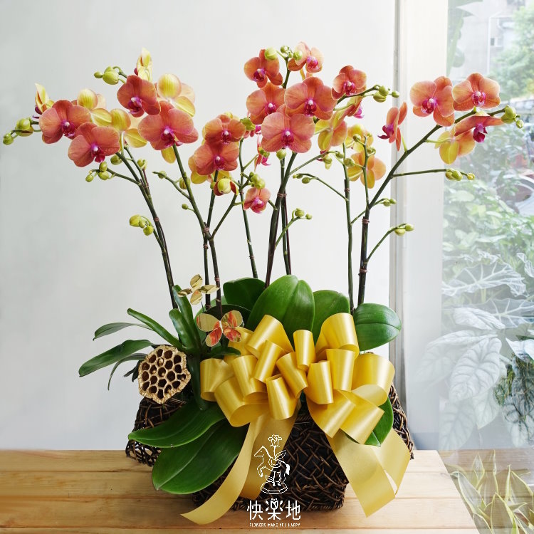 燦爛金陽 I 蘭花盆栽   OP190400