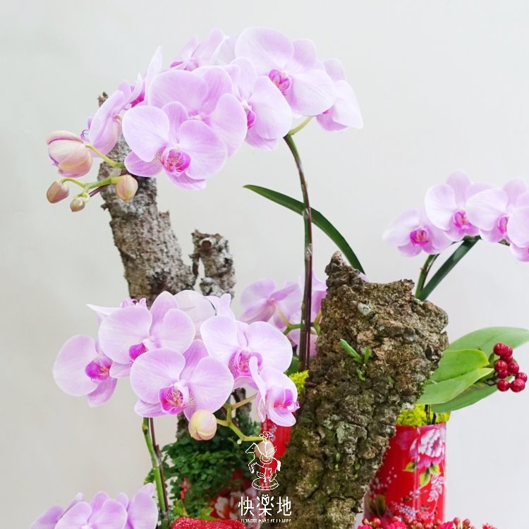 喜福會 I 蘭花盆栽   OP190502