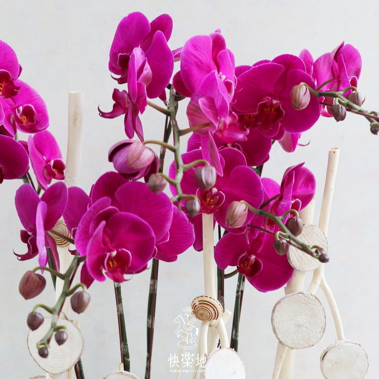 好運連連 I 蘭花盆栽  OP190356