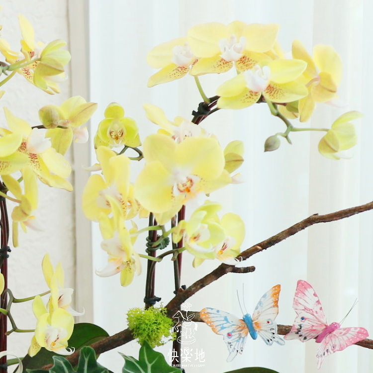 精彩人生 I 蘭花盆栽  OP190352