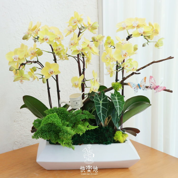 精彩人生 I 蘭花盆栽  OP190352