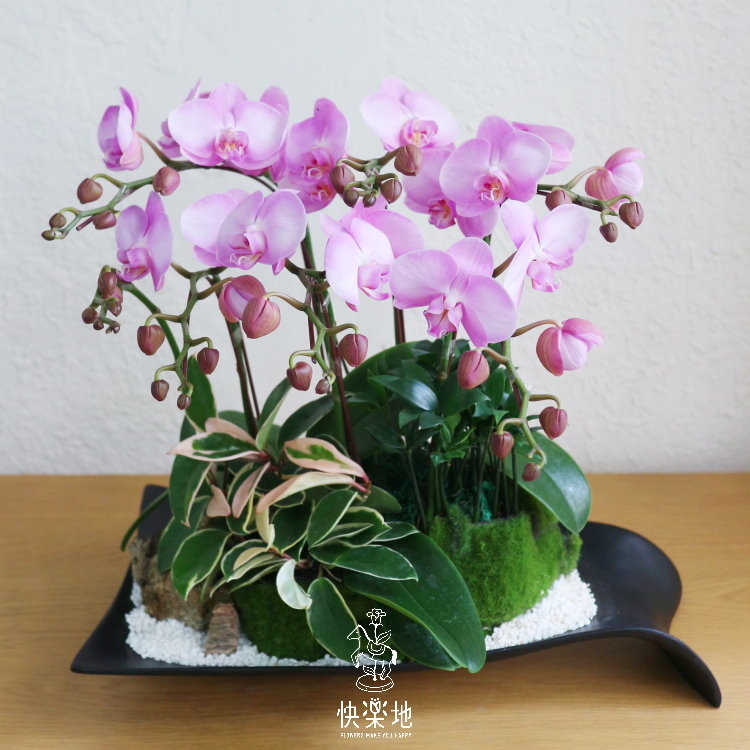 人間仙境 I 蘭花盆栽   OP190320