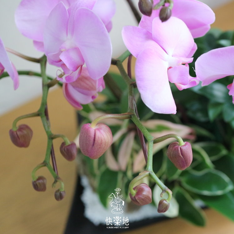 人間仙境 I 蘭花盆栽   OP190320