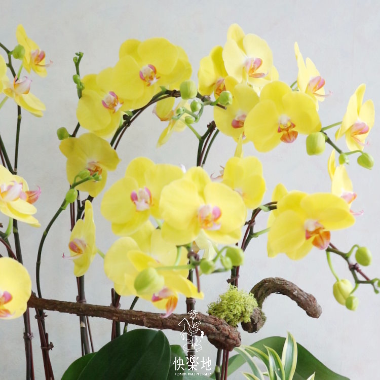 元氣綻放 I 蘭花盆栽  OP190350