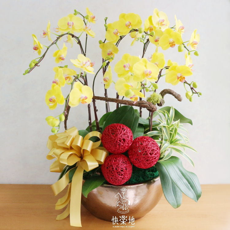 元氣綻放 I 蘭花盆栽  OP190350