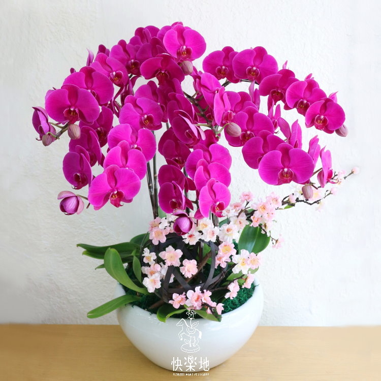 櫻緋蘭亭 I 蘭花盆栽   OP190401