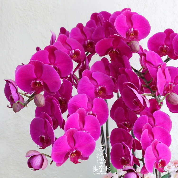 櫻緋蘭亭 I 蘭花盆栽   OP190401