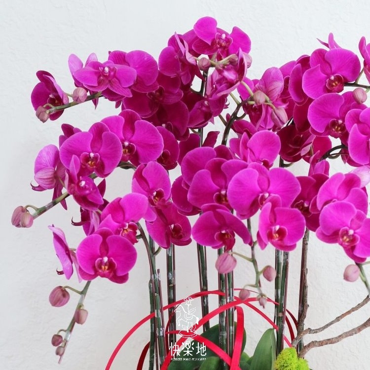 喜氣圓滿 I 蘭花盆栽  OP190550