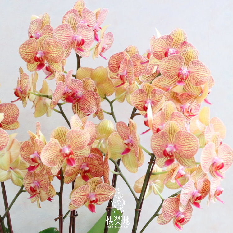 朝陽元氣 I 蘭花盆栽   OP190353