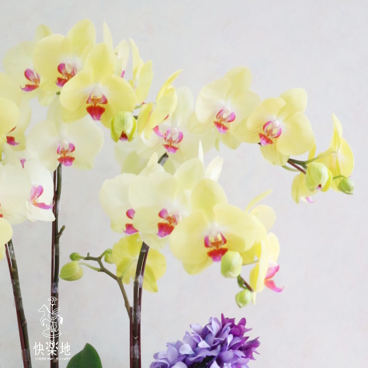 花開喜事 I 蘭花盆栽   OP190281