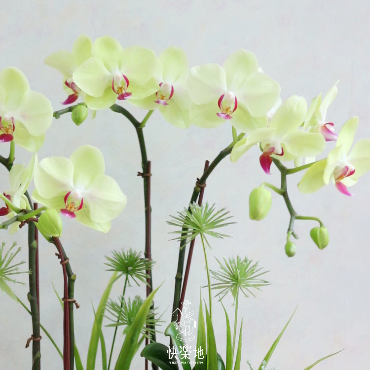 簡雅仙境 I 蘭花盆栽   OP190357