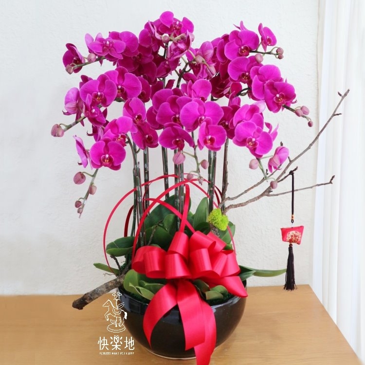 喜氣圓滿 I 蘭花盆栽  OP190550
