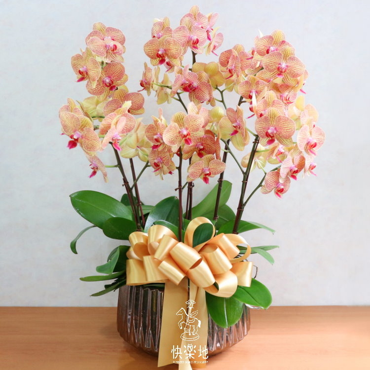 朝陽元氣 I 蘭花盆栽   OP190353