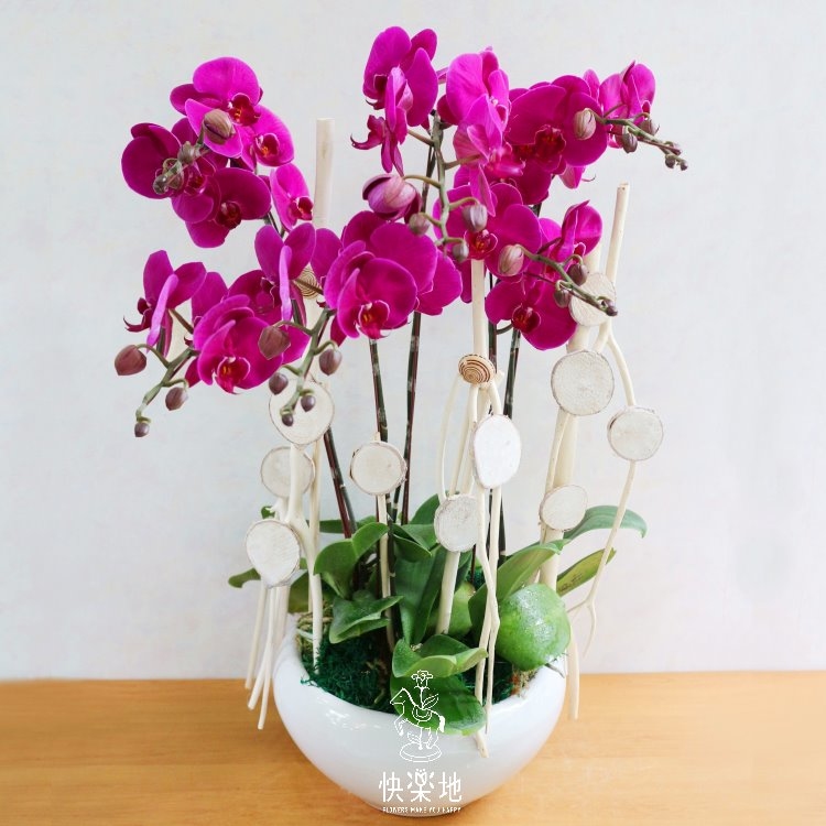 好運連連 I 蘭花盆栽  OP190356