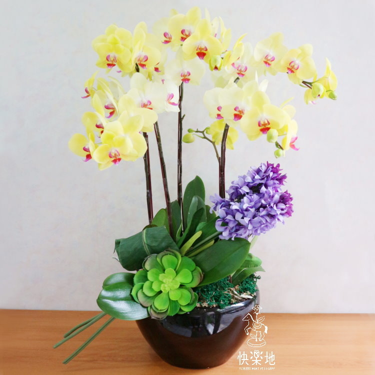 花開喜事 I 蘭花盆栽   OP190281