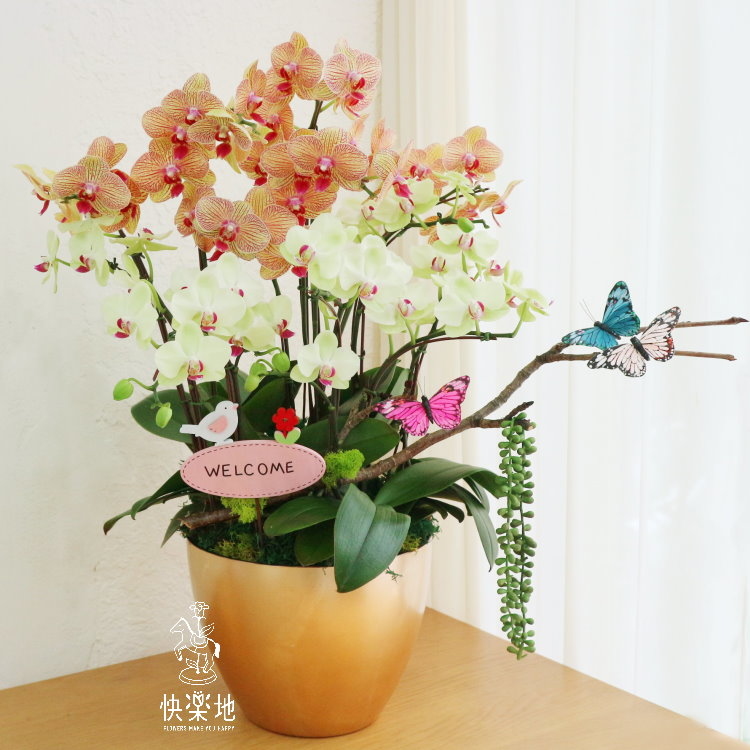 魔力花園 I 蘭花盆栽   OP190480