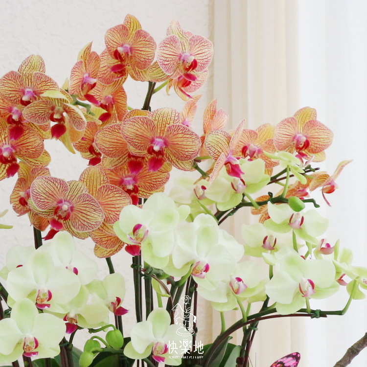 魔力花園 I 蘭花盆栽   OP190480