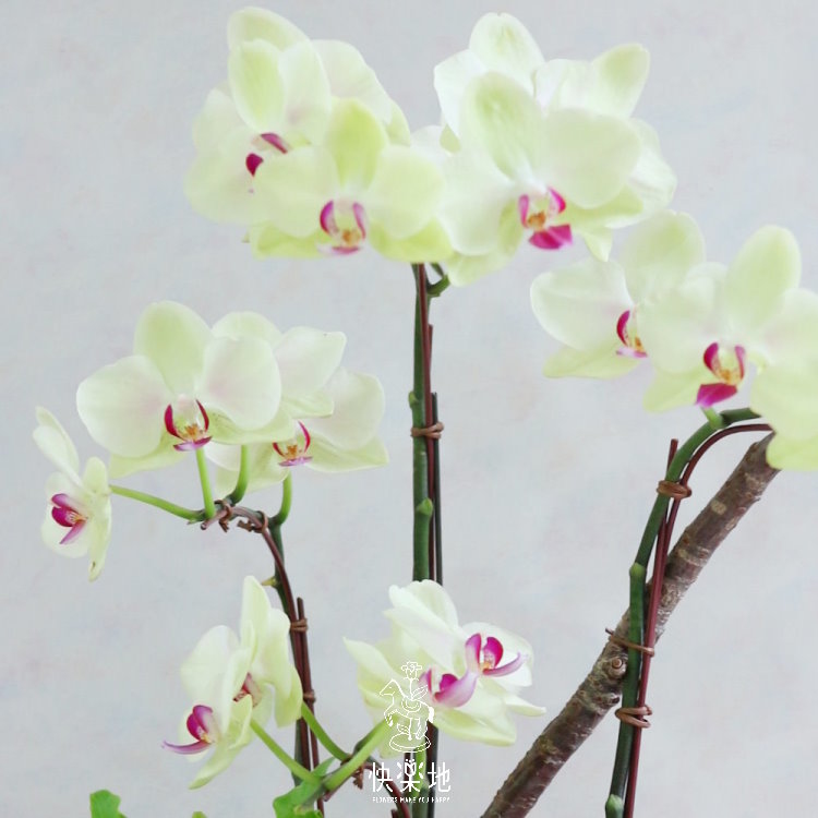 寧靜悠遠 I 蘭花盆栽   OP190251