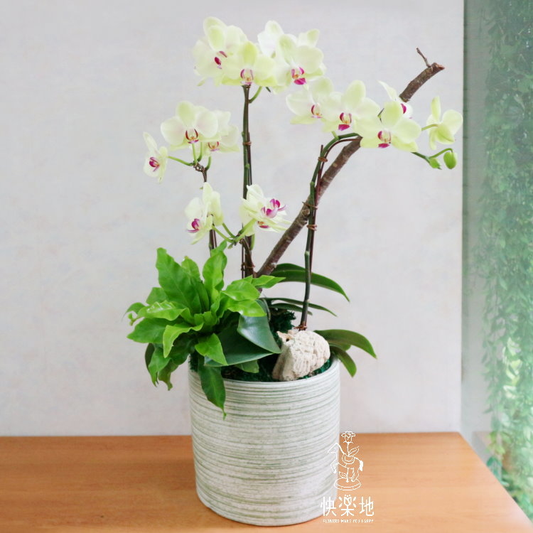 寧靜悠遠 I 蘭花盆栽   OP190251