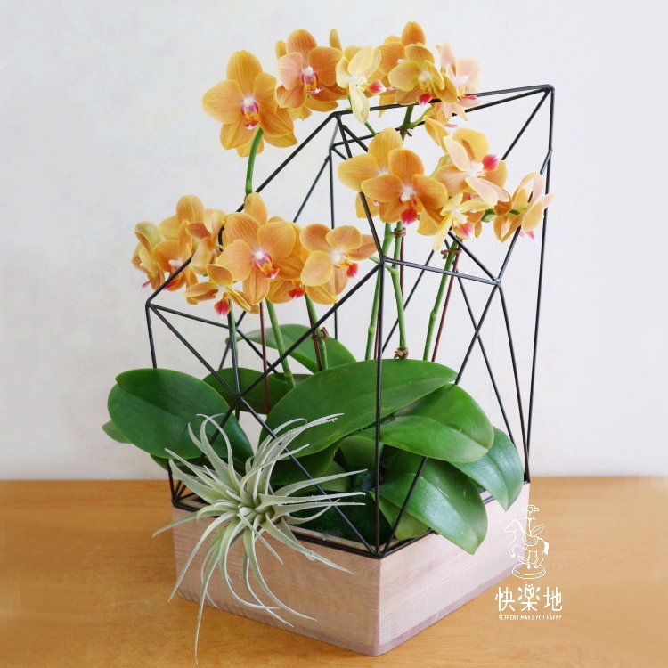 幾何美學 I 蘭花盆栽   OP190360