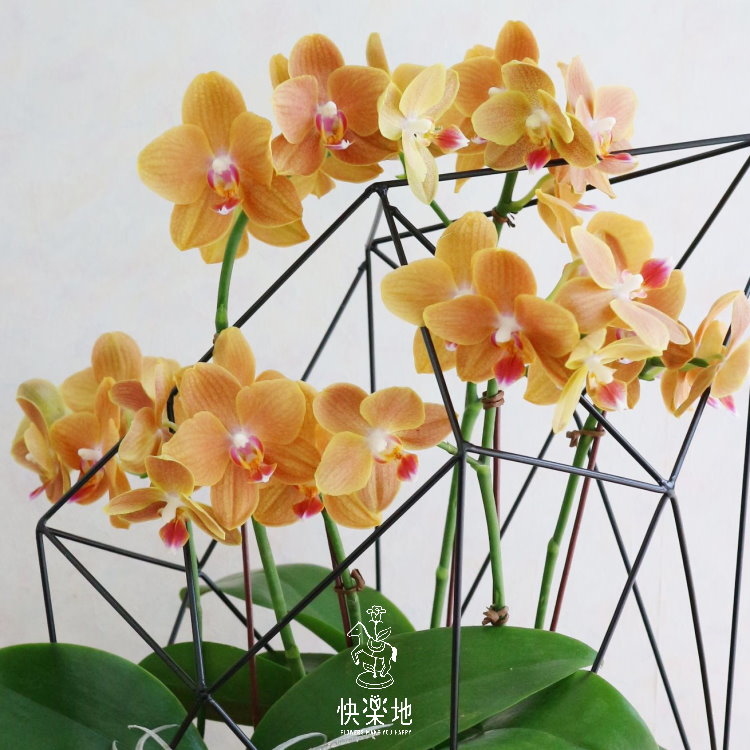 幾何美學 I 蘭花盆栽   OP190360