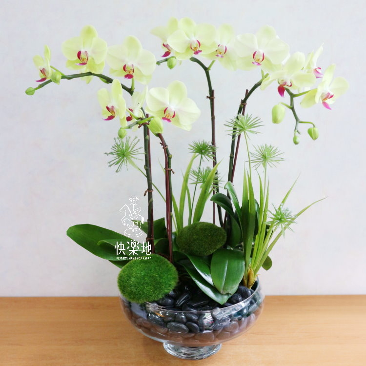 簡雅仙境 I 蘭花盆栽   OP190357