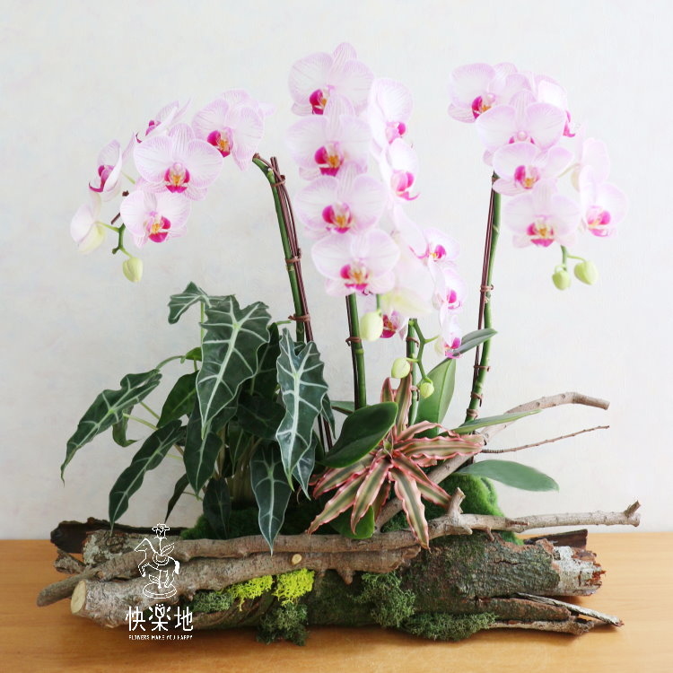 蘭萱庭茂 I 蘭花盆栽   OP190600