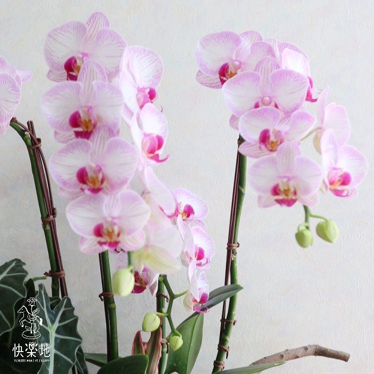 蘭萱庭茂 I 蘭花盆栽   OP190600