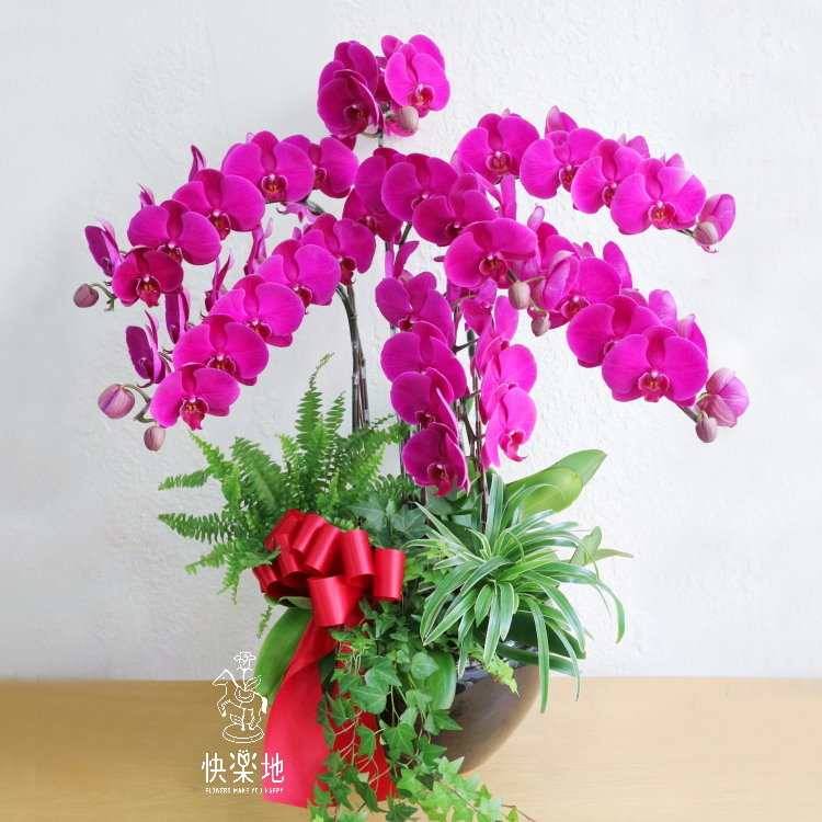 紅光喜氣 I 蘭花盆栽   OP190400
