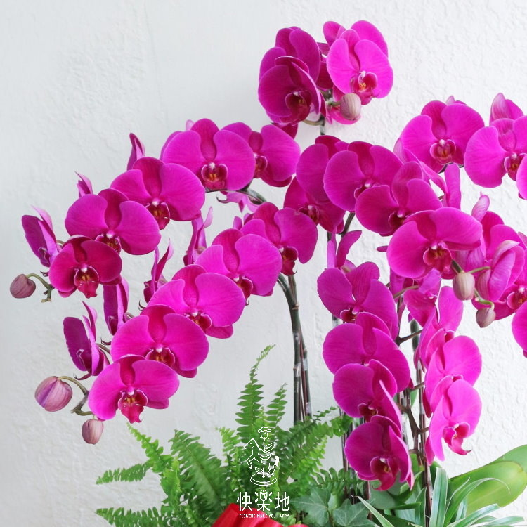 紅光喜氣 I 蘭花盆栽   OP190400