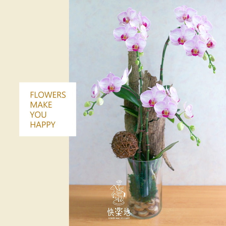 時尚美學 I 蘭花盆栽  OP190306