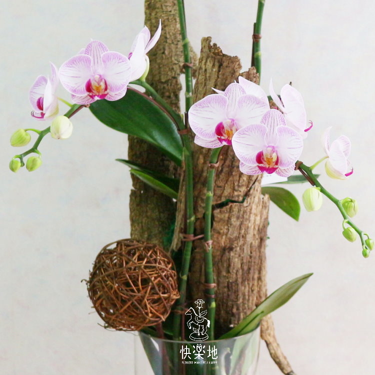 時尚美學 I 蘭花盆栽  OP190306