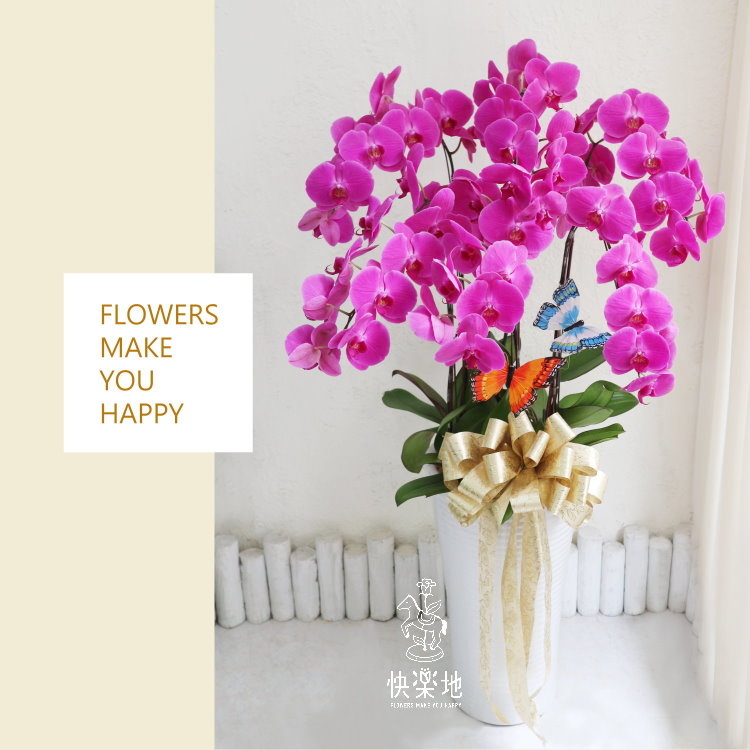 蝶舞花飛 I 蘭花盆栽   OS190507