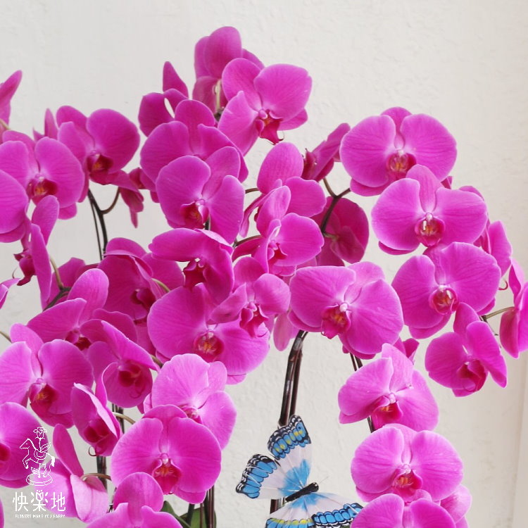 蝶舞花飛 I 蘭花盆栽   OS190507