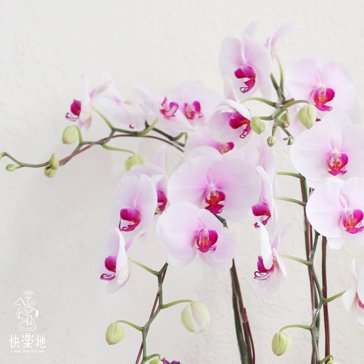 蝶舞花園  I 蘭花盆栽  OS190405